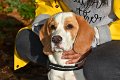 Afb_20171112_woody (22)